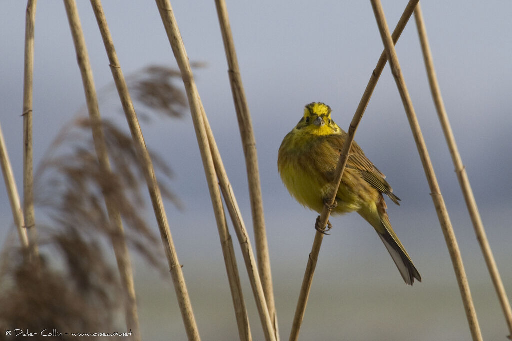 Bruant jaune