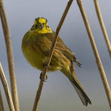 Bruant jaune