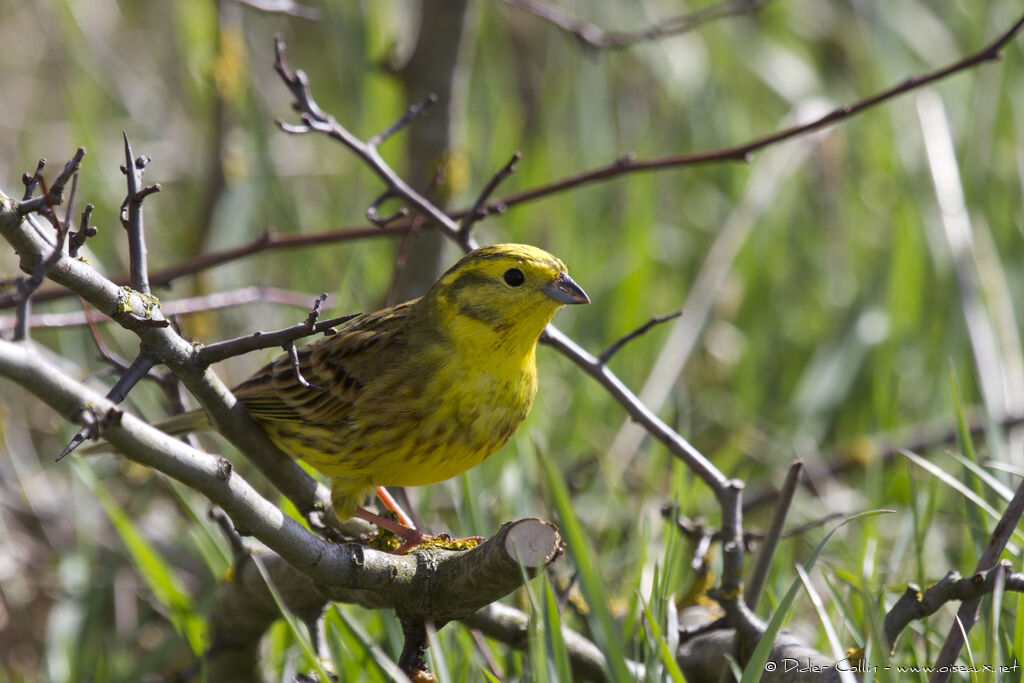 Yellowhammeradult