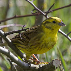 Yellowhammer