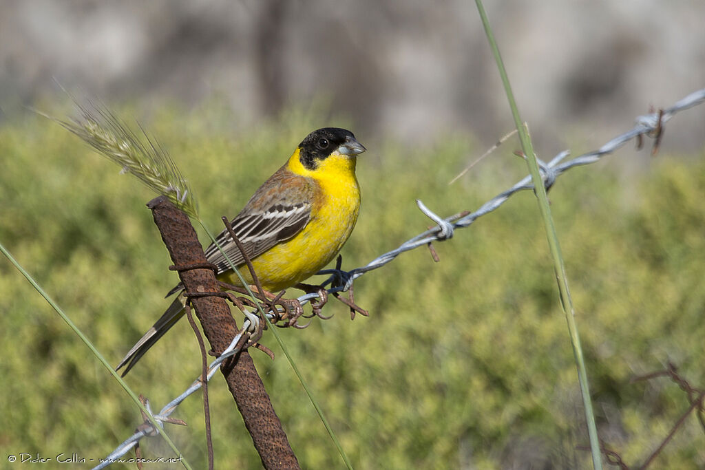 Black-headed Bunting male adult