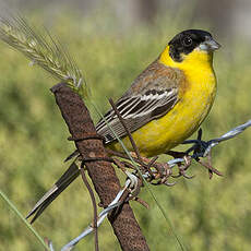 Black-headed Bunting