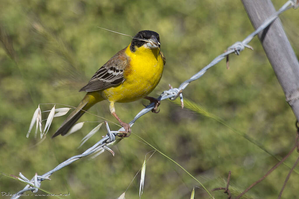 Black-headed Bunting male adult breeding, feeding habits