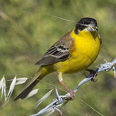 Black-headed Bunting