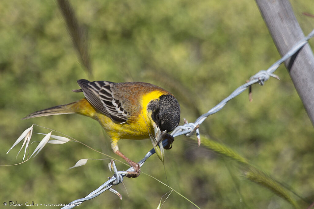 Black-headed Bunting male adult, feeding habits