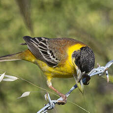 Black-headed Bunting