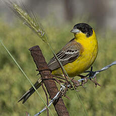 Black-headed Bunting