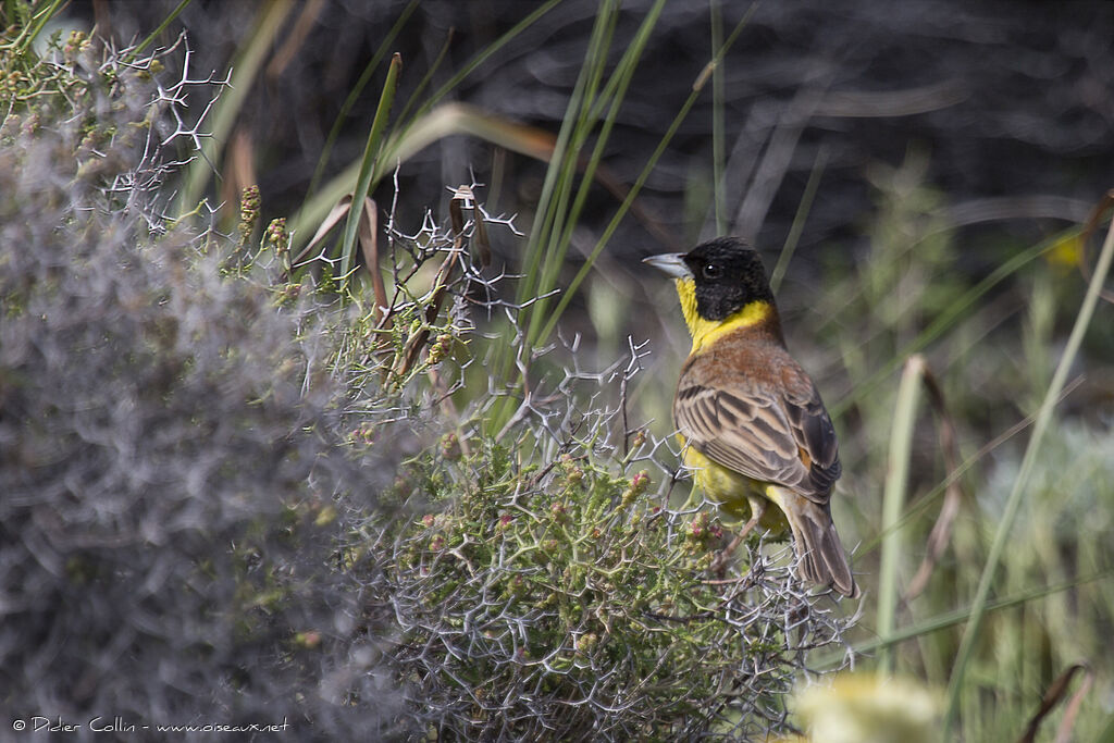 Black-headed Bunting