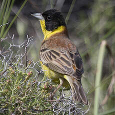 Black-headed Bunting