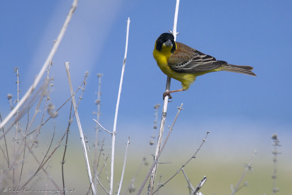 Black-headed Bunting