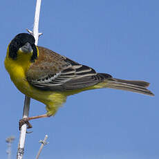 Black-headed Bunting