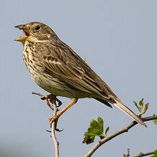 Corn Bunting