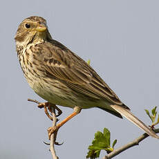 Corn Bunting