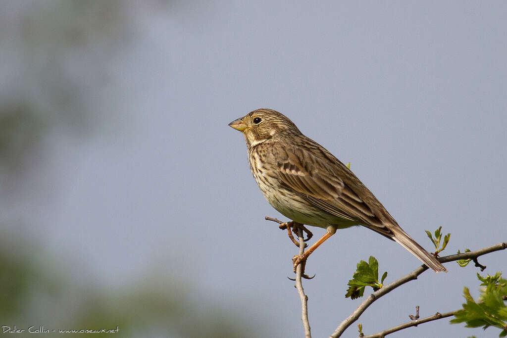 Corn Buntingadult, identification