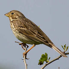 Corn Bunting