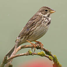 Corn Bunting