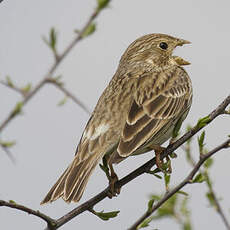 Corn Bunting