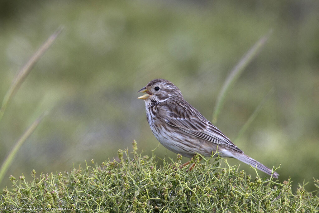 Corn Bunting male adult