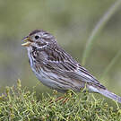 Bruant proyer