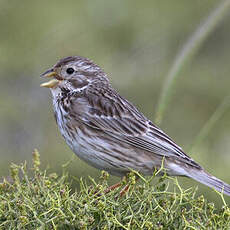 Corn Bunting