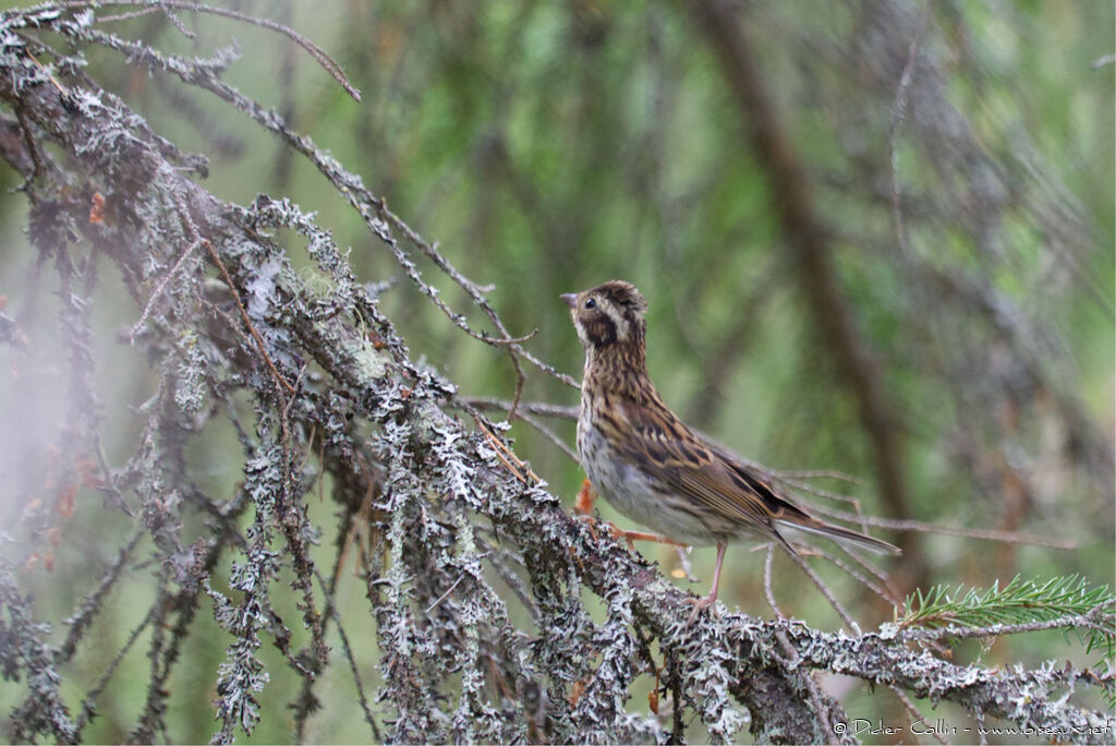 Rustic Bunting male First year