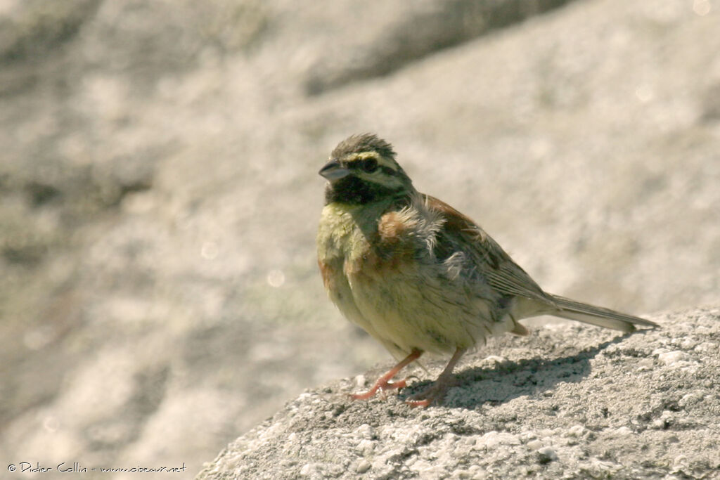 Cirl Bunting, identification