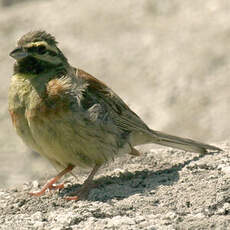 Cirl Bunting