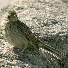 Cirl Bunting