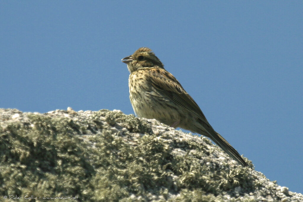 Bruant zizi, identification