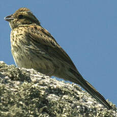 Cirl Bunting