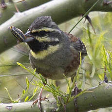 Cirl Bunting