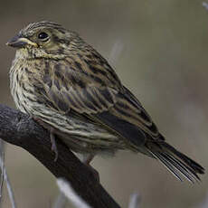 Cirl Bunting