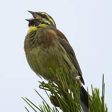 Cirl Bunting