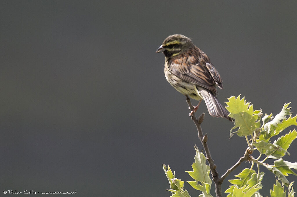 Cirl Bunting male adult