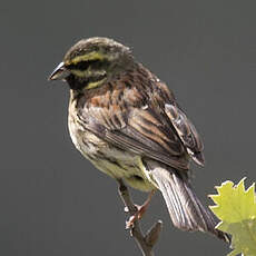 Cirl Bunting