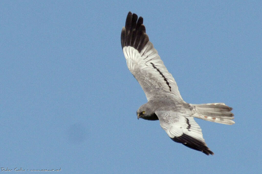 Montagu's Harrier male adult, pigmentation, Flight