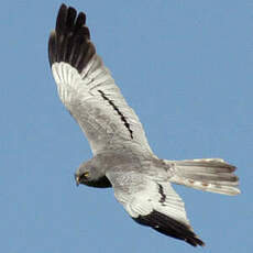 Montagu's Harrier