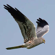 Montagu's Harrier