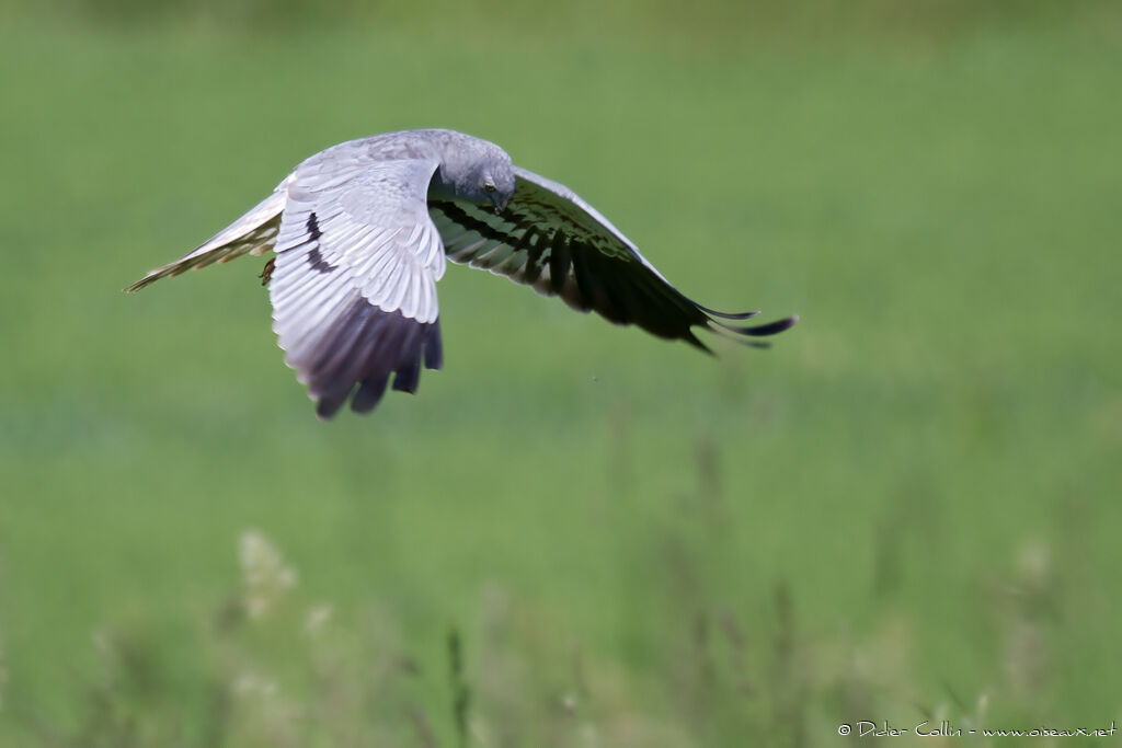 Montagu's Harrier male adult, Flight