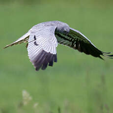 Montagu's Harrier