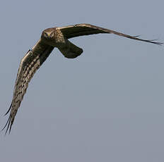 Montagu's Harrier