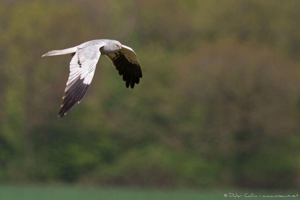 Montagu's Harrier male adult