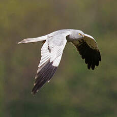 Montagu's Harrier