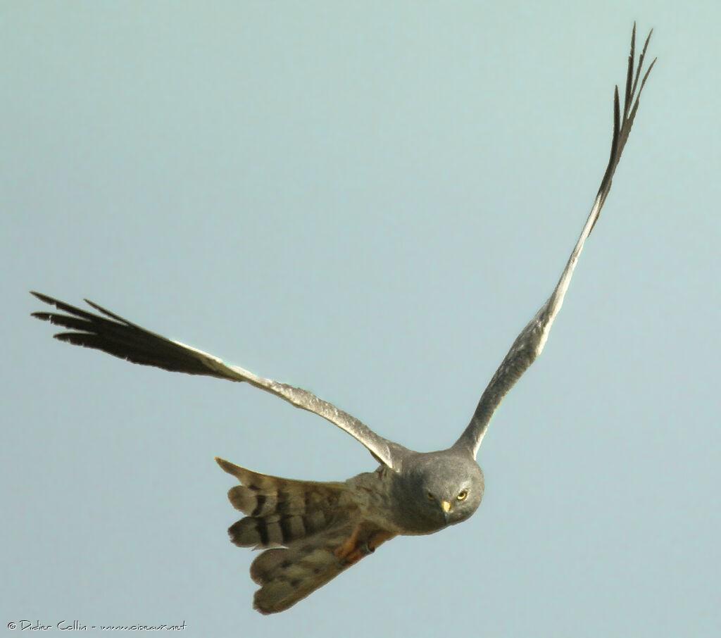 Montagu's Harrier male adult, Flight