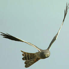 Montagu's Harrier