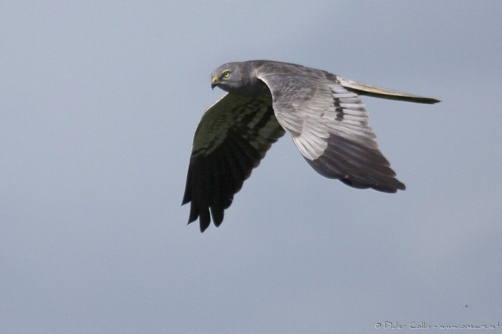 Montagu's Harrier male adult, Flight