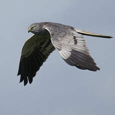 Montagu's Harrier