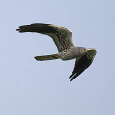 Montagu's Harrier