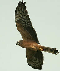 Montagu's Harrier