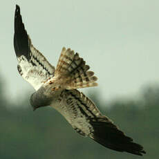 Montagu's Harrier